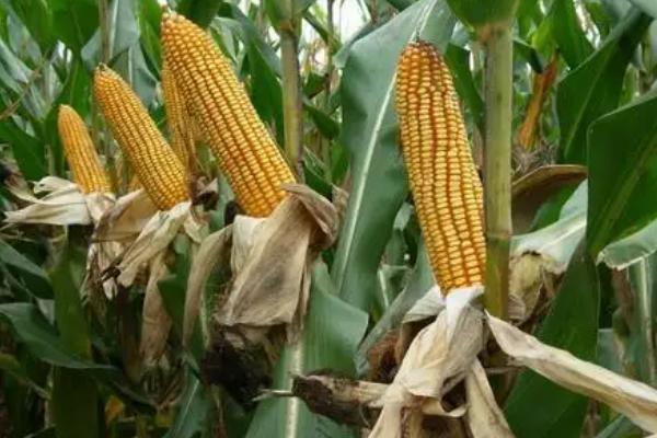 北玉1521玉米种简介,适合哪里种植,产量如何