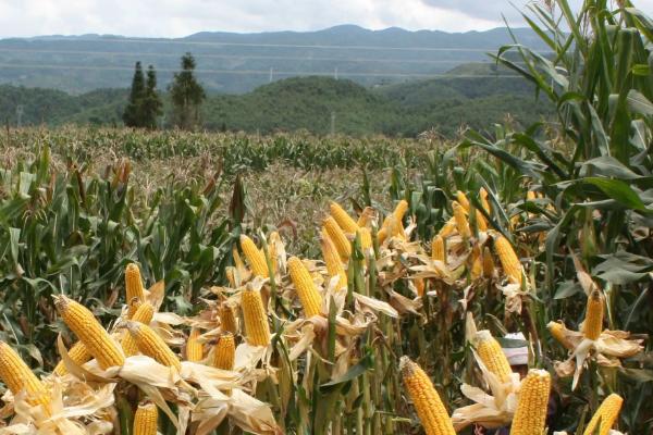 北玉1521玉米种简介,适合哪里种植,产量如何