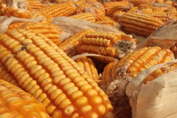 安农591玉米种简介,适合哪里种植,产量如何