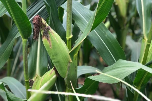 安农591玉米种简介,适合哪里种植,产量如何