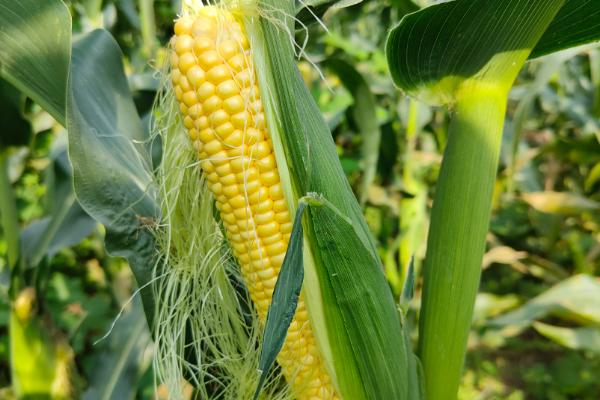 安农591玉米种简介,适合哪里种植,产量如何