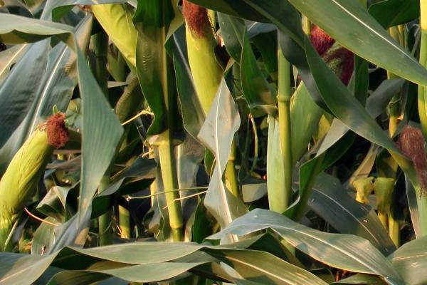 迪卡159玉米种简介,适合哪里种植,产量如何