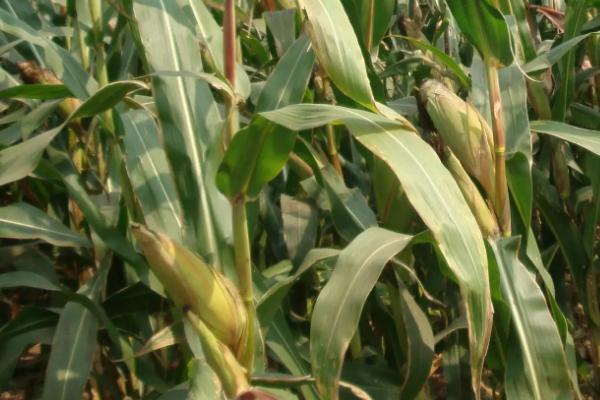 迪卡159玉米种简介,适合哪里种植,产量如何