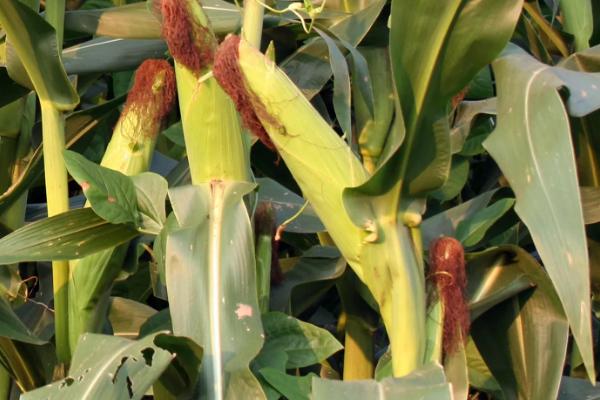 迪卡159玉米种简介,适合哪里种植,产量如何