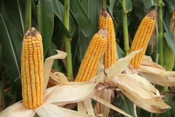 迪卡159玉米种简介,适合哪里种植,产量如何