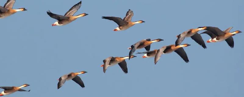大雁和大鹅区别在哪里,大雁南飞是什么季节