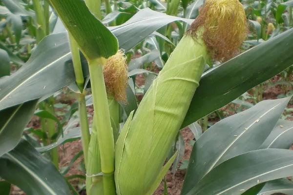 隆平中玉303玉米种简介,适合哪里种植,产量如何