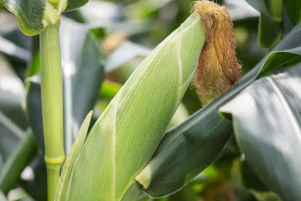 隆平中玉303玉米种简介,适合哪里种植,产量如何