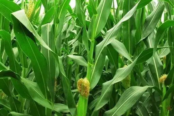 隆平中玉303玉米种简介,适合哪里种植,产量如何