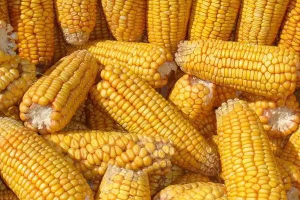 隆平中玉303玉米种简介,适合哪里种植,产量如何