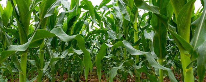 来玉317玉米种简介,适合哪里种植,产量如何