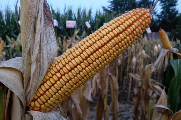 承3359玉米种简介,适合哪里种植,产量如何