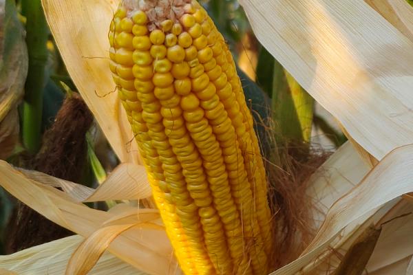 承3359玉米种简介,适合哪里种植,产量如何