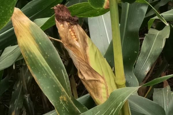 承3359玉米种简介,适合哪里种植,产量如何