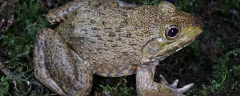 田鸡和青蛙的区别,田鸡是癞蛤蟆还是青蛙