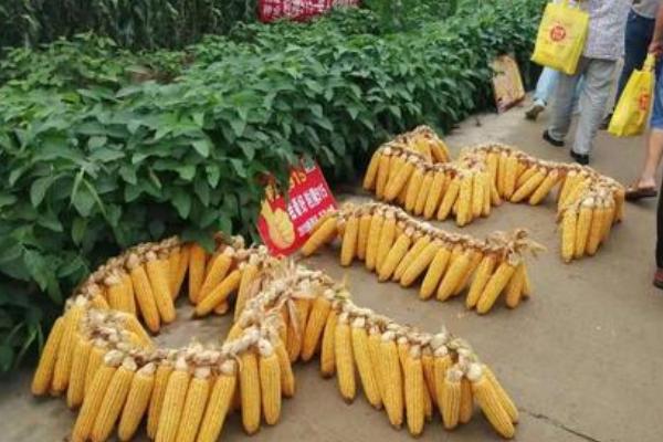 粒隆915玉米种简介,适合哪里种植,产量如何