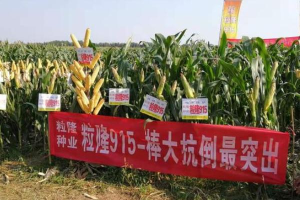 粒隆915玉米种简介,适合哪里种植,产量如何