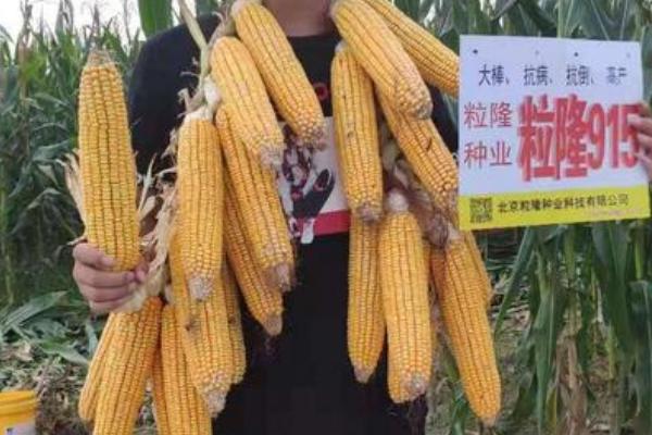 粒隆915玉米种简介,适合哪里种植,产量如何