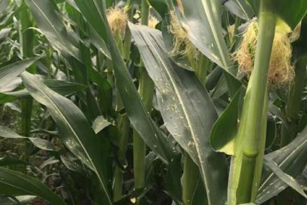 粒隆915玉米种简介,适合哪里种植,产量如何