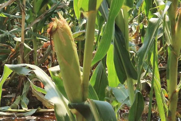 先玉335玉米种简介,适合哪里种植,产量如何