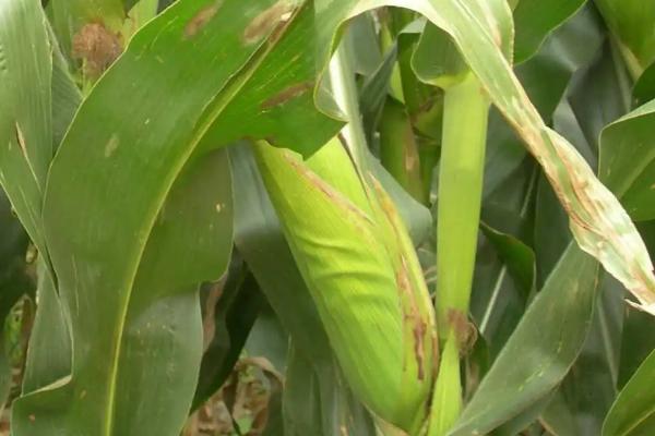 先玉335玉米种简介,适合哪里种植,产量如何