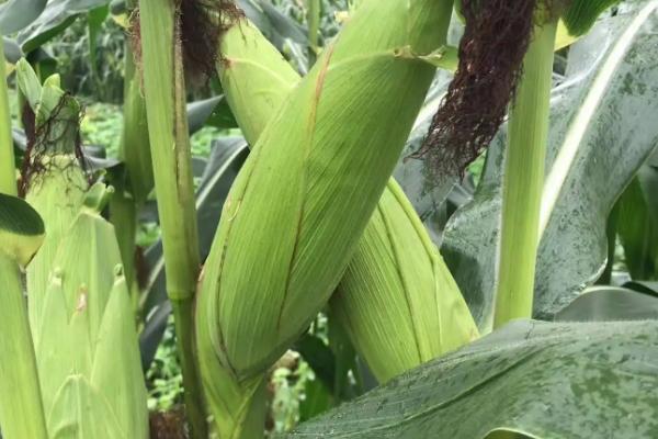 先玉335玉米种简介,适合哪里种植,产量如何