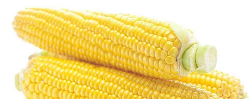 明天636玉米种简介，适合哪里种植，产量如何