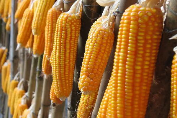 农大683玉米种简介,适合哪里种植,产量如何