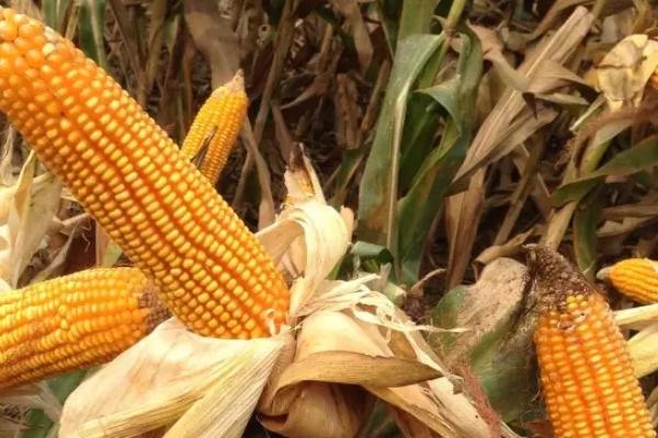 农大683玉米种简介,适合哪里种植,产量如何