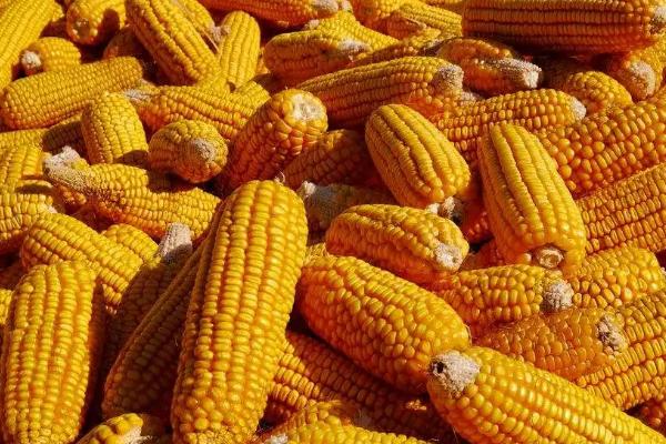 郑原玉432玉米种简介，适合哪里种植，产量如何