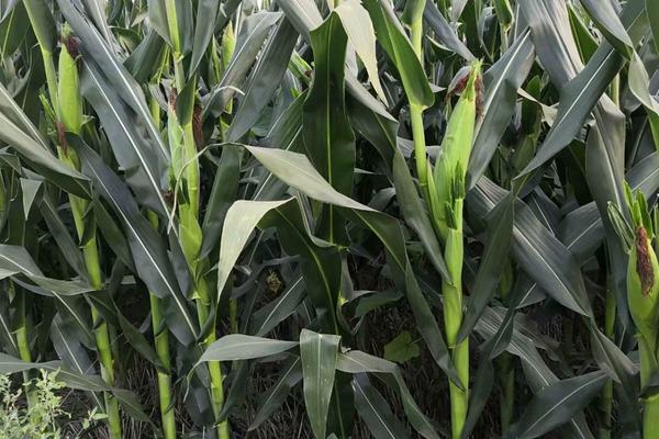 mc4520玉米种简介,适合哪里种植,产量如何