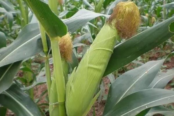 沃玉三号玉米种简介，适合哪里种植，产量如何