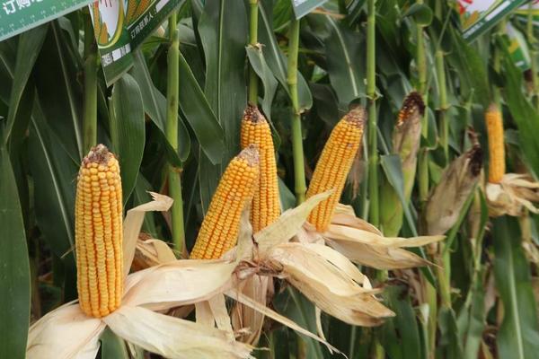 mc4520玉米种简介,适合哪里种植,产量如何