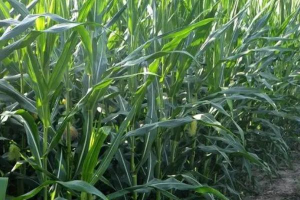 邢玉381玉米种简介,适合哪里种植,产量如何