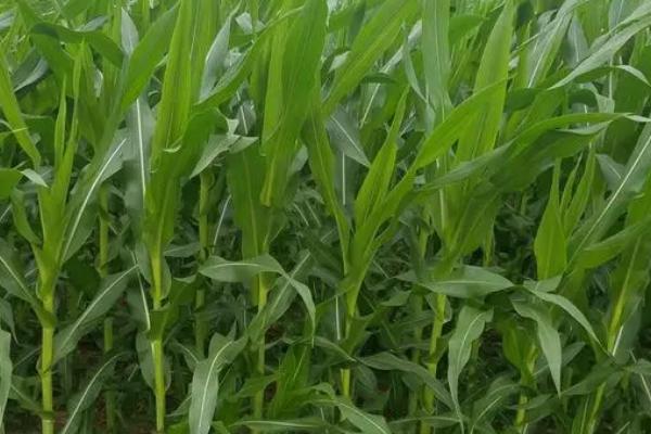 邢玉381玉米种简介,适合哪里种植,产量如何