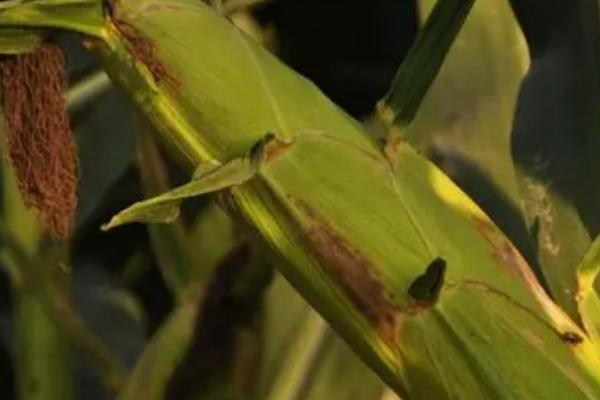 邢玉381玉米种简介,适合哪里种植,产量如何