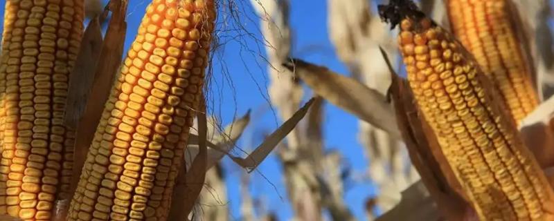 迪卡653玉米种简介，适合哪里种植，产量如何