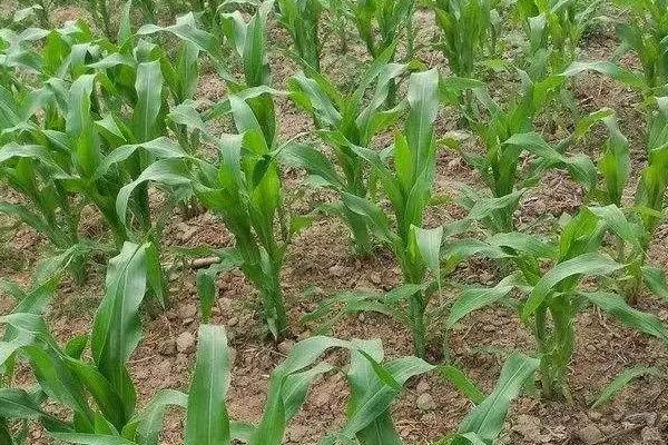 迪卡653玉米种简介，适合哪里种植，产量如何