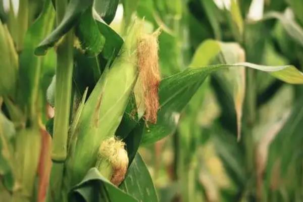 特大棒30厘米以上的玉米种有哪些