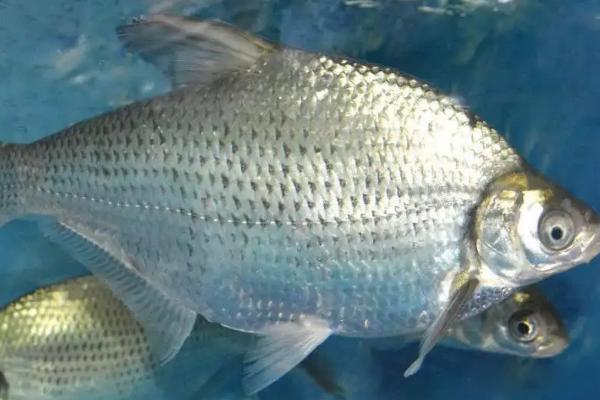 鳊鱼吃什么食物长大,附养殖方法