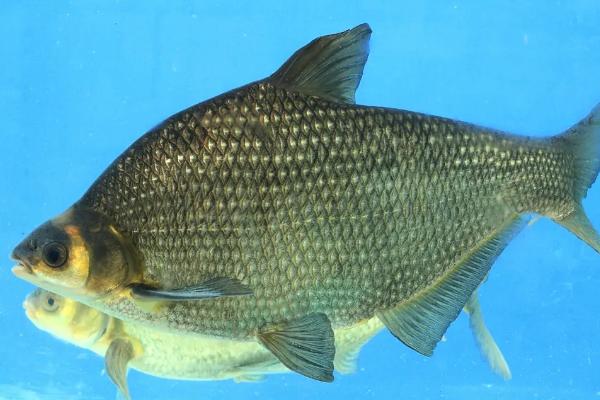 鳊鱼吃什么食物长大,附养殖方法