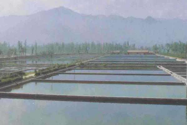 生鱼养殖技术与管理