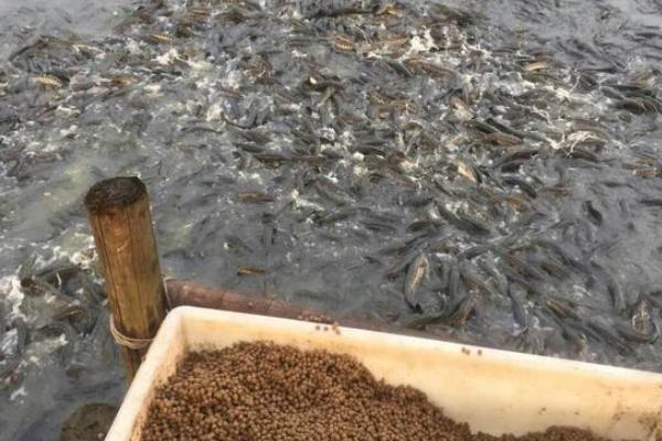 生鱼养殖技术与管理