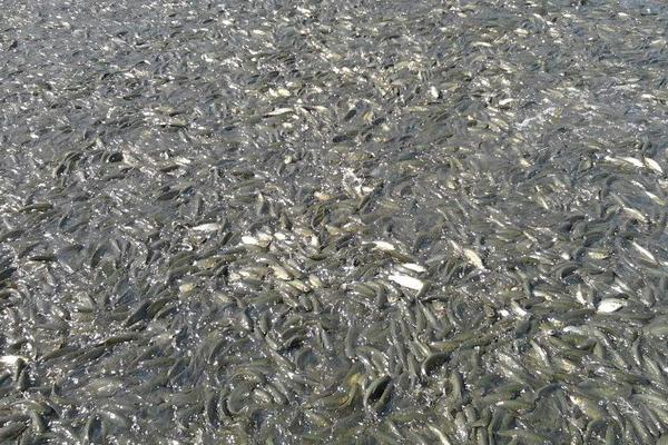 生鱼养殖技术与管理