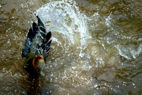 生鱼养殖技术与管理