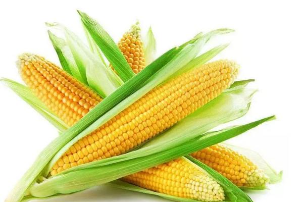 来玉317玉米种简介,适合哪里种植,产量如何