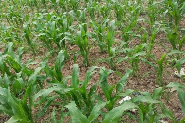 来玉317玉米种简介,适合哪里种植,产量如何