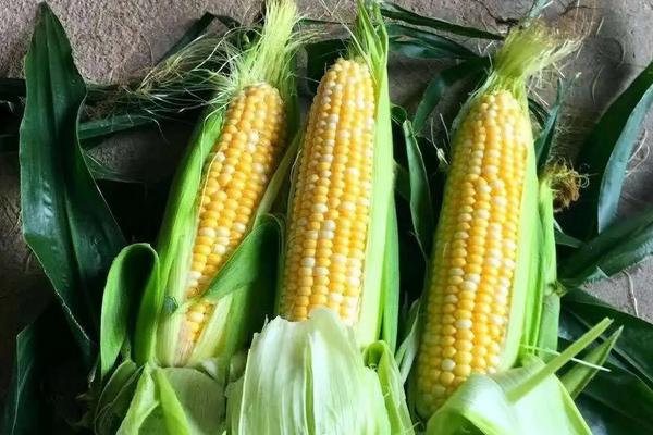 来玉317玉米种简介,适合哪里种植,产量如何