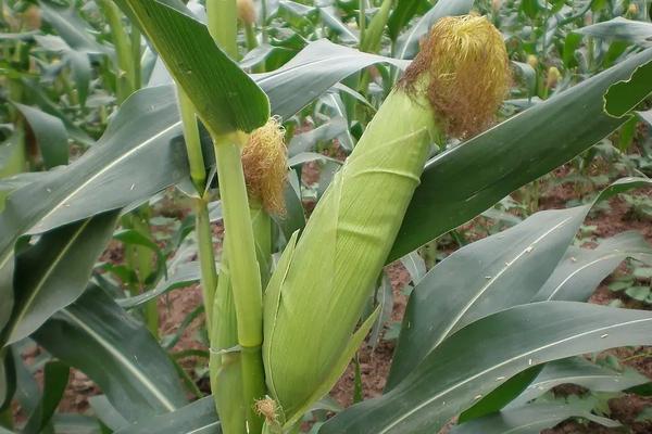 来玉317玉米种简介,适合哪里种植,产量如何