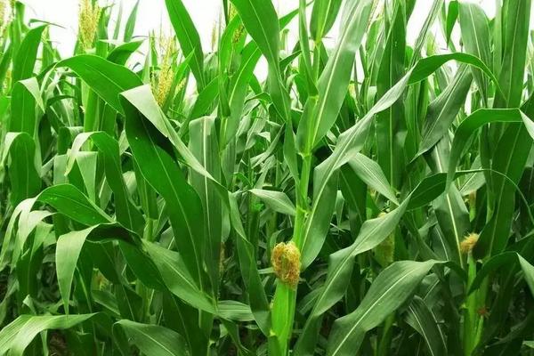 明天636玉米种简介,适合哪里种植,产量如何